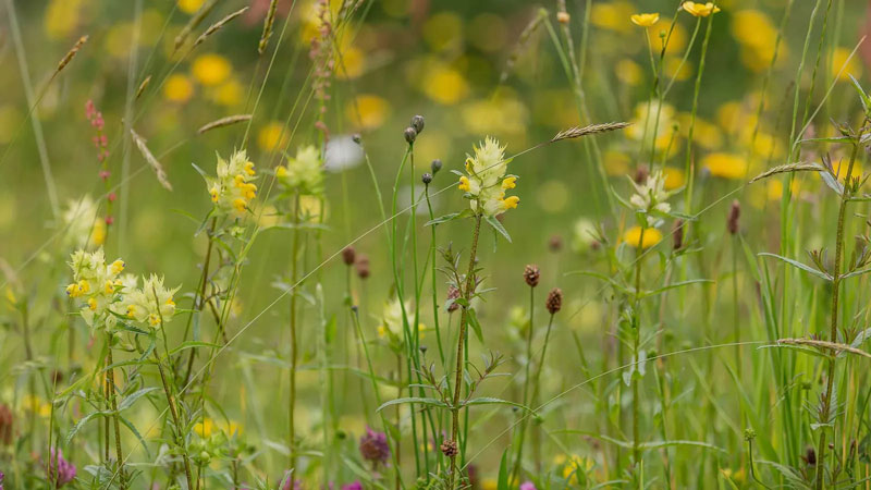 The role of Yellow Rattle in UK meadows