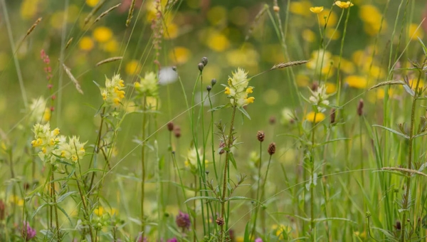 The role of Yellow Rattle in UK meadows