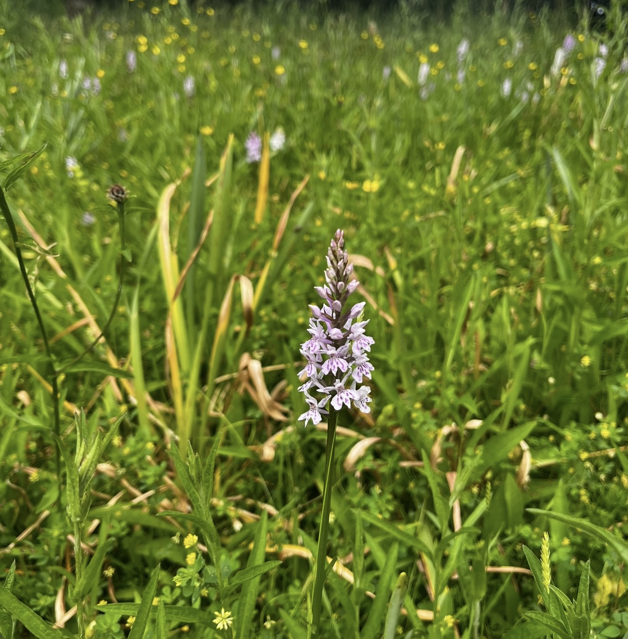 Exploring the enchanting world of UK Wild Orchids