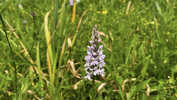 Exploring the enchanting world of UK Wild Orchids