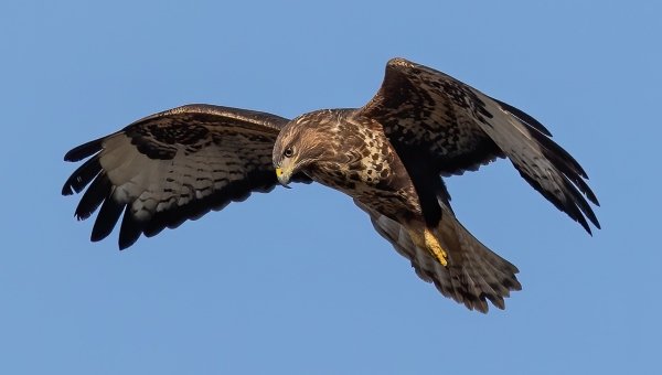 The prevalence of the buzzard in Southeast England