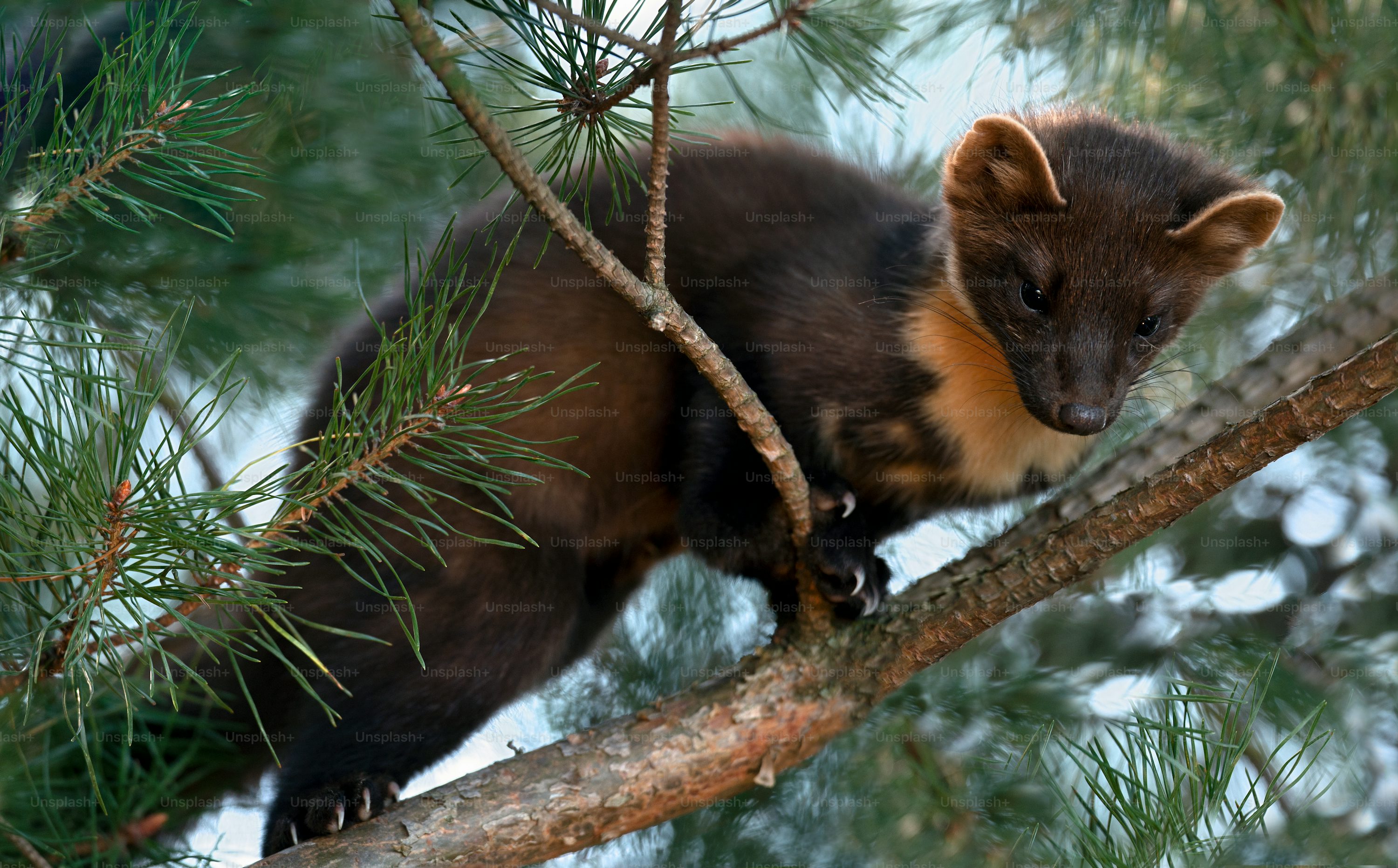 The rise of the pine marten